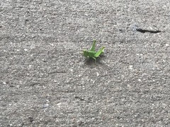 Dichromorpha viridis