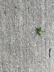 Dichromorpha viridis