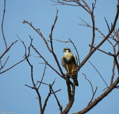 Falco femoralis