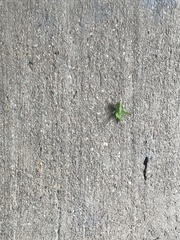 Dichromorpha viridis