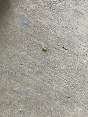 Dichromorpha viridis