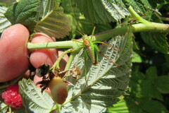 Leptophyes punctatissima