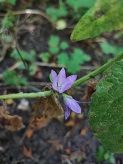 Campanula