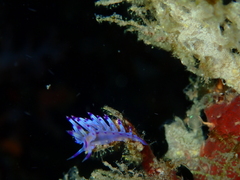 Coryphellina