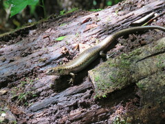 Silvascincus murrayi