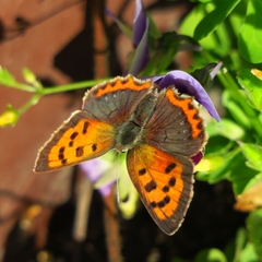 Lycaena phlaeas