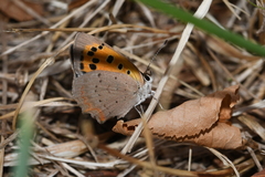 Lycaena phlaeas