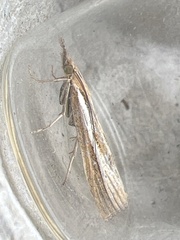 Agriphila tristella
