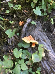 Laetiporus conifericola