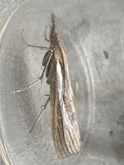 Agriphila tristella