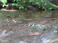 Euastacus sulcatus