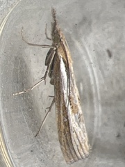 Agriphila tristella