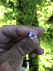 Geranium molle