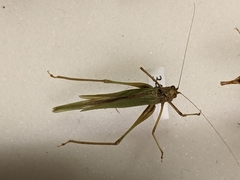 Phaneroptera
