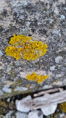 Xanthoria parietina
