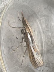 Agriphila tristella