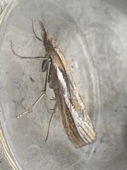 Agriphila tristella
