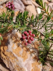 Myrtaceae