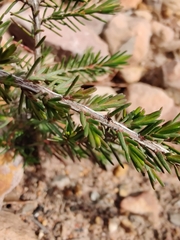 Myrtaceae