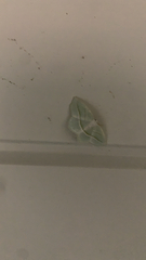 Campaea perlata