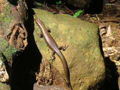 Silvascincus murrayi