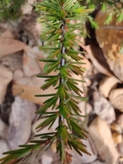 Myrtaceae