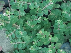 Euphorbia serpens