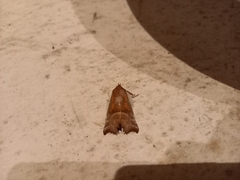 Scoliopteryx libatrix