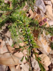Myrtaceae