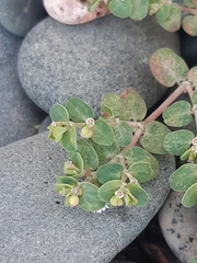 Euphorbia serpens