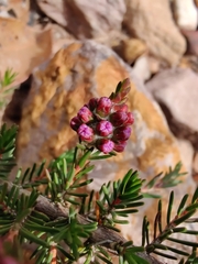 Myrtaceae