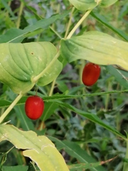 Streptopus amplexifolius
