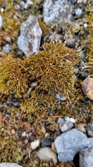 Amblystegium serpens