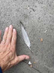 Columba livia domestica