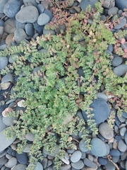 Euphorbia serpens