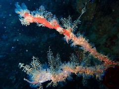 Clavelina moluccensis