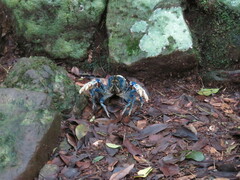 Euastacus sulcatus