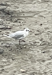 Chroicocephalus ridibundus