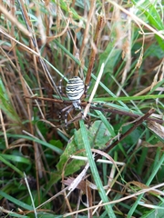 Argiope bruennichi