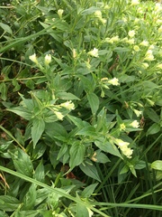 Epilobium luteum