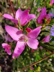 Boronia crenulata