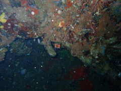 Dendrochirus biocellatus