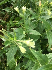 Epilobium luteum