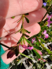 Boronia crenulata