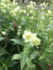 Epilobium luteum