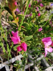 Boronia crenulata