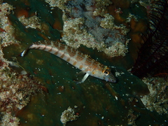 Parapercis xanthozona