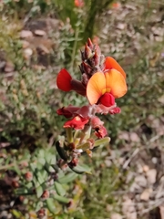 Pultenaea