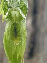 Pterostylis smaragdyna
