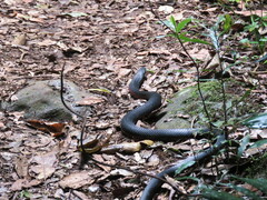 Pseudechis porphyriacus